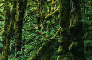 Доклад где растут тропические леса