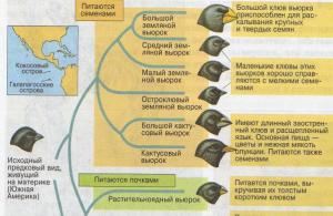 Darwin: achievements in the field of natural sciences, expedition material