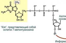 Processing of transport RNA precursors in eukaryotes